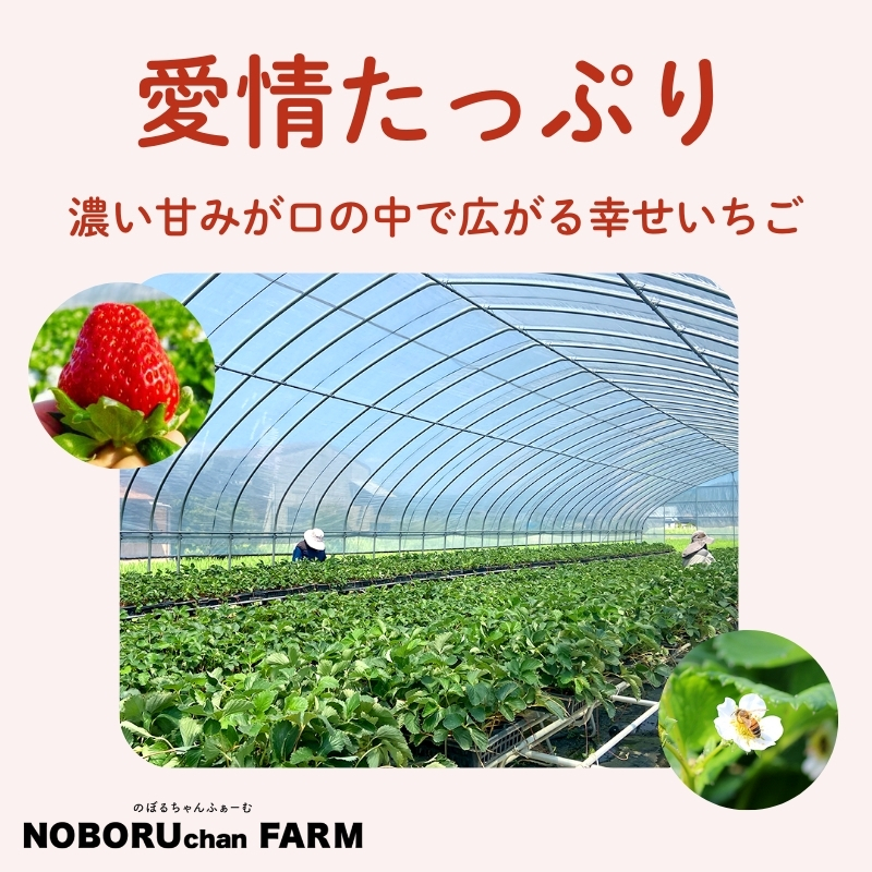 【 先行予約 / 数量限定 】 いちご 1kg 以上 ( 270g × 4P ) 新鮮 産地直送 厳選 【2026年1月以降発送】 旬 ブランド イチゴ 苺 古都華 フルーツ 果物 くだもの 国産 限定 大粒 産地 農場 直送 フレッシュ ベリー 贈答用 プレゼント 人気 おすすめ 苺 デザート スイーツ イードム株式会社 のぼるちゃんファーム 奈良県 奈良市 なら