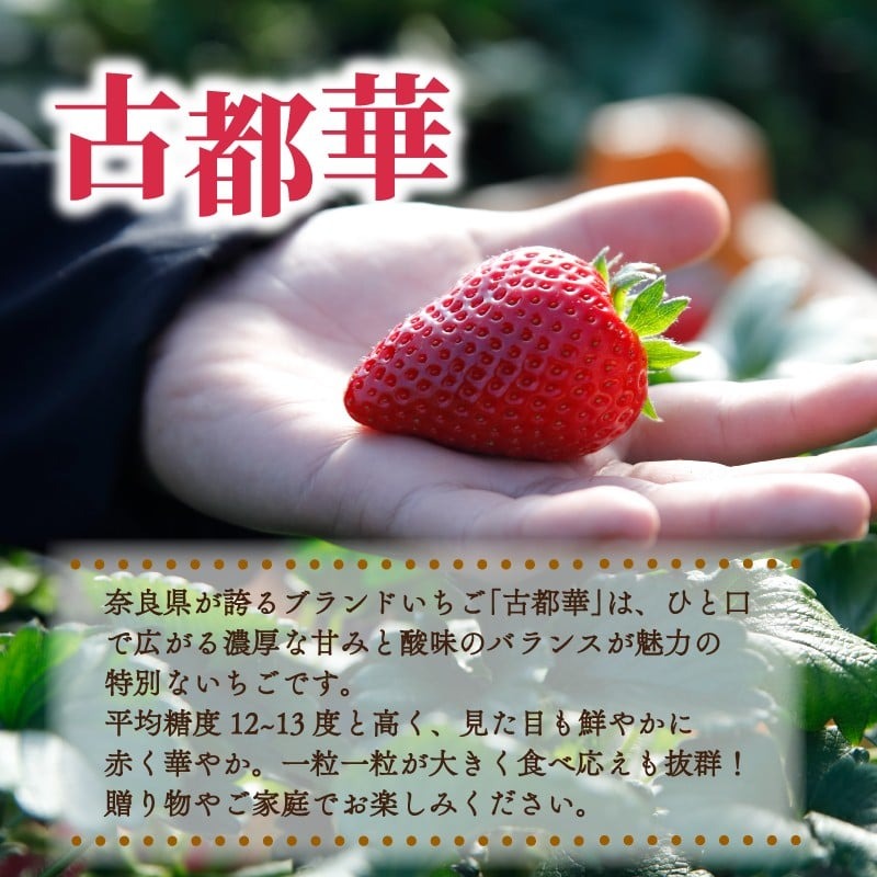 いちご 古都華 約1kg 250g×4パック 2026年1月発送 冷蔵 小分け 果物 スイーツ デザート フルーツ ベリー ふるさと納税いちご 大粒 採れたて 完熟 おやつ 産地直送 先行予約 数量限定 季節限定 ブランド 苺 イチゴ いちご 岩井農園 奈良県 奈良市