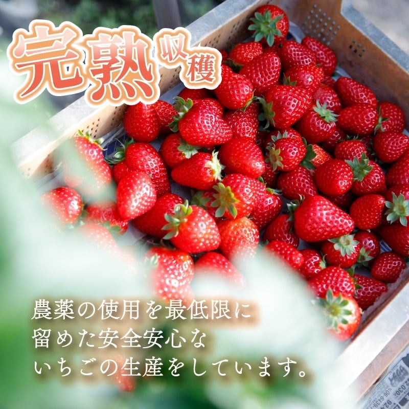 いちご コットンベリー 約500g 250g×2パック まるで キャンディー 2026年2月発送 冷蔵 小分け 果物 スイーツ デザート フルーツ ベリー ふるさと納税いちご 大粒 採れたて 完熟 おやつ 産地直送 先行予約 数量限定 季節限定 ブランド 苺 イチゴ いちご 希少 お取り寄せ プレゼント 岩井農園 奈良県 奈良市