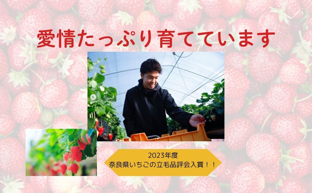 【2026年1月以降発送】 いちご（古都華）藤井農園特選大粒古都華600g×1ケース（数量限定 予約販売）奈良県 奈良市 なら 25-037