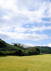 生あまさけ “すい”230g 12個入り 大和高原醸造所 奈良県 奈良市 なら H-139