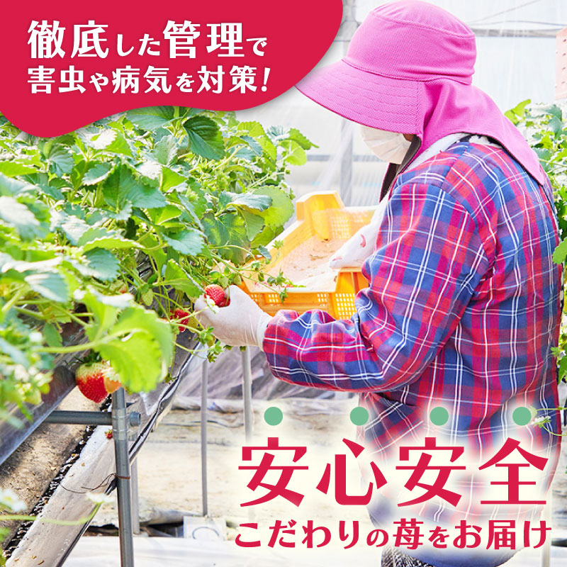 いちご 古都華 270g×4パック 数量限定 苺 イチゴ ブランド 大粒 旬 産地直送 フルーツ 果物 冷蔵 フレッシュ 小分け 国産 贈答用 プレゼント ギフト 奈良産 高級 厳選 限定 新鮮 産地 直送 ブランド苺 甘い 人気 美味しい 糖度 12～13度 限定出荷 奈良市 奈良県 大ちゃん いちご 農家 だるま Lから4Lサイズ
