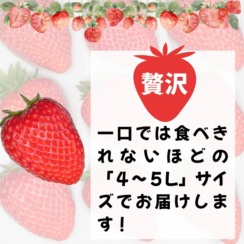 【 数量限定 予約販売 】 ブランド いちご 古都華 1P 宝石のような濃いルビー色 苺 イチゴ 大粒 4L～5L 2026年 1月 以降順次発送 1月 2月 3月 旬 産地 農場 直送 フレッシュ スイーツ スムージー ケーキ フルーツ 果物 国産 ベリー 贈答用 プレゼント 人気 ふるさと納税 ふるさと おすすめ 限定 奈良県 奈良市 なら 古都華カンパニー IK-01