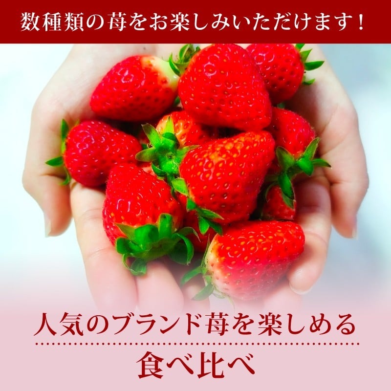 いちご 奈乃華 ならあかり セット 2026年 発送（270g×2パック）予約受付中 数量限定 早期終了 予定あり  家庭用 イチゴ 先行予約 苺 奈良ブランド苺 ブランド 古都華 大粒 苺 旬 産地 直送 フレッシュ 新鮮  フルーツ 果物 くだもの  萩原いちご農園 奈良県 奈良市 hgi01