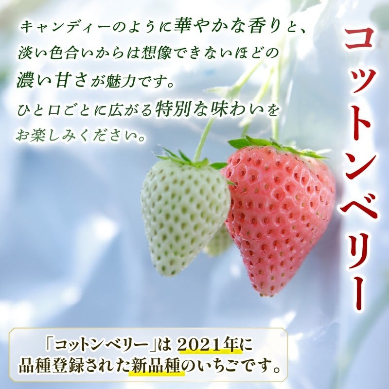 【数量限定】 2026年発送 苺 いちご コットンベリー 2パック 約500g (250g×2P) ゆりかーご 冷蔵 小分け 果物 スイーツ デザート くだもの フルーツ ベリー ふるさと納税 いちご 大粒 採れたて 完熟 おやつ 産地直送 先行予約 数量限定 季節限定 ブランド イチゴ 中村農園 奈良県 奈良市