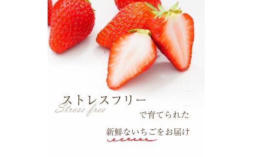 いちご 古都華 1kg 250g×4パック Lサイズ以上 250g 2026年 1月発送 小分け パック フルーツ 果物 スイーツ 甘い いちご 苺 イチゴ お取り寄せ 大粒 朝採り フルーツ 果物 国産 冷蔵配送 送料無料 高級 家庭用 ケーキ お菓子 使用 1kg 10000円 1万円 奈良県 奈良市 1kg (250g×4)