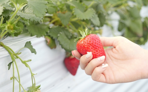 【数量限定】完熟古都華 の 冷凍いちご（古都華） 奈良ブランド苺 イチゴ フルーツ 果物 国産 冷凍 人気 かき氷 フローズン スムージー ジャム アレンジ スイーツ 『６FARM』 奈良県 奈良市 10-212