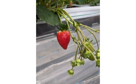 【数量限定】2026年予約販売開始  珠姫（たまひめ）×4パック 先行予約 早期終了予定あり いちご 苺 イチゴ ブランド 旬 産地 直送 フレッシュ 新鮮 いちご農家 めいとく農園 奈良県 奈良市 奈良 なら 12-060