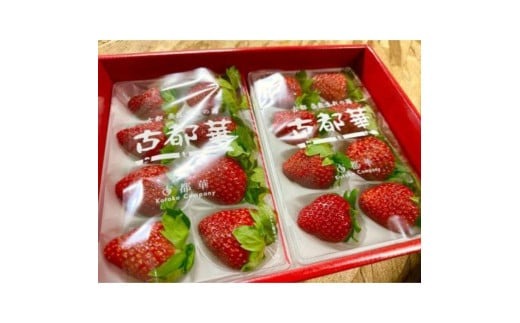 奈良ブランド苺【古都華】270g×2パック（数量限定 予約販売） 「奈良県いちごの立毛品評会」入賞 ギフト プレゼント 贈答品 お礼の品 奈良県 奈良市 なら