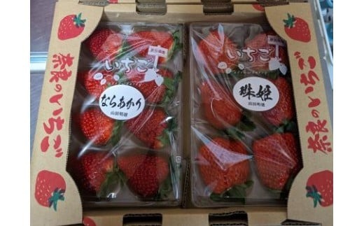 【数量限定】2026年予約販売開始 奈良ブランドいちご２種 食べ比べセット×２セット（古都華２パック＋別品種２パックの計４パック） (他１種は、かおりの・珠姫・奈乃華・ならあかり・あすかルビーのいずれか) イチゴ いちご 苺 めいとく農園 奈良県 奈良市 奈良 14-034