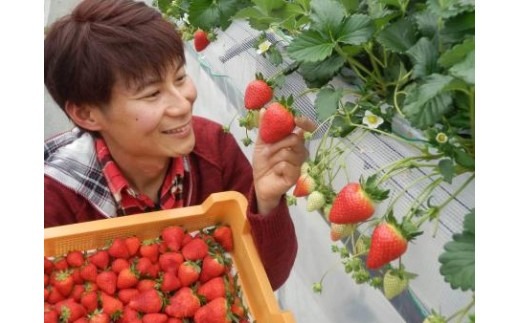 【数量限定】2026年予約販売開始 奈良のいちご食べくらべセット２種（古都華・他１種は、かおりの・珠姫・奈乃華・ならあかり・あすかルビーからいずれか) いちご 苺 イチゴ 奈良県認証 めいとく農園 奈良県 奈良市 奈良 なら 7-192