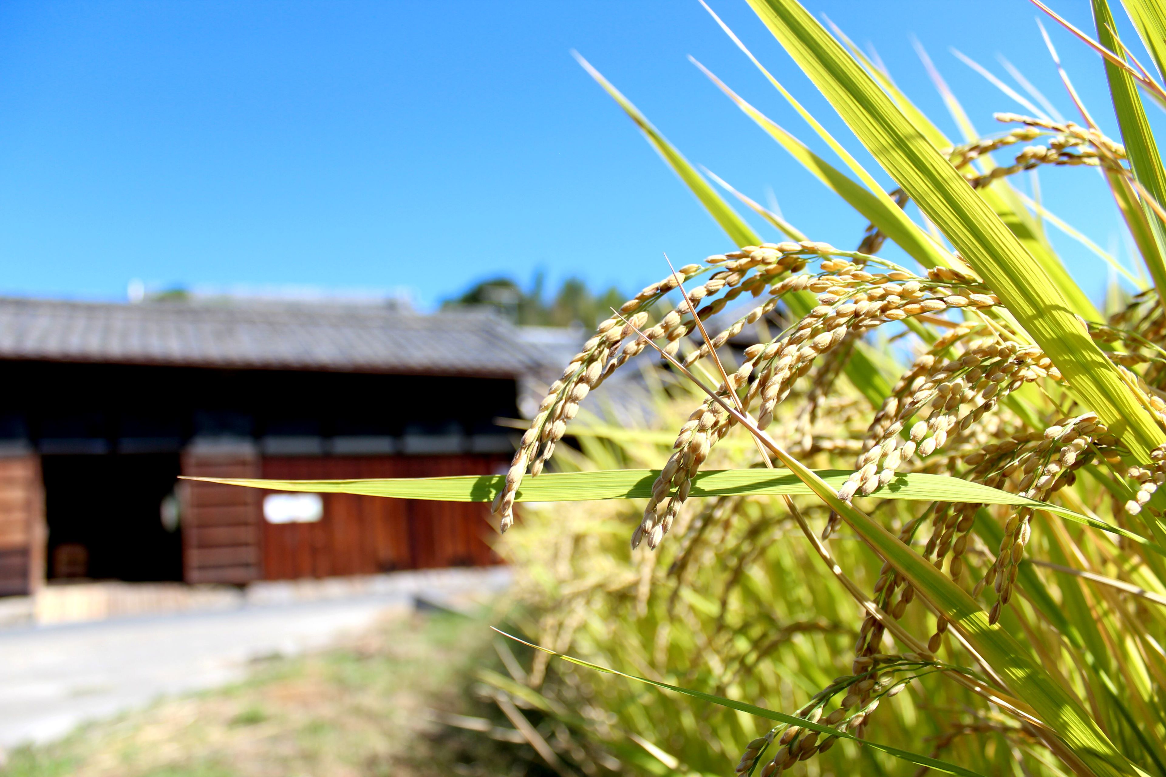 グルテンフリー「玄米きな粉クッキー」40枚入×2袋 奈良おおの農園 奈良県 奈良市 なら I-307