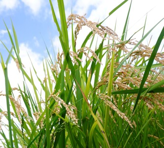 生あまさけ「すい 濃いめ」 大和高原醸造所 奈良県 奈良市 なら J-136