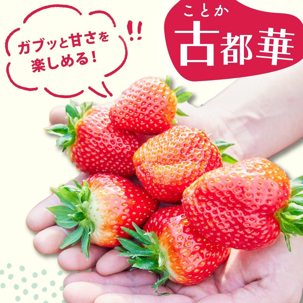 いちご 古都華 270g×2パック 数量限定 苺 イチゴ ブランド 大粒 旬 産地直送 フルーツ 果物 冷蔵 フレッシュ 小分け 国産 贈答用 プレゼント ギフト 奈良産 高級 厳選 限定 新鮮 産地 直送 ブランド苺 甘い 人気 美味しい 糖度 12～13度 限定出荷 奈良市 奈良県 大ちゃん いちご 農家 だるま Lから4Lサイズ