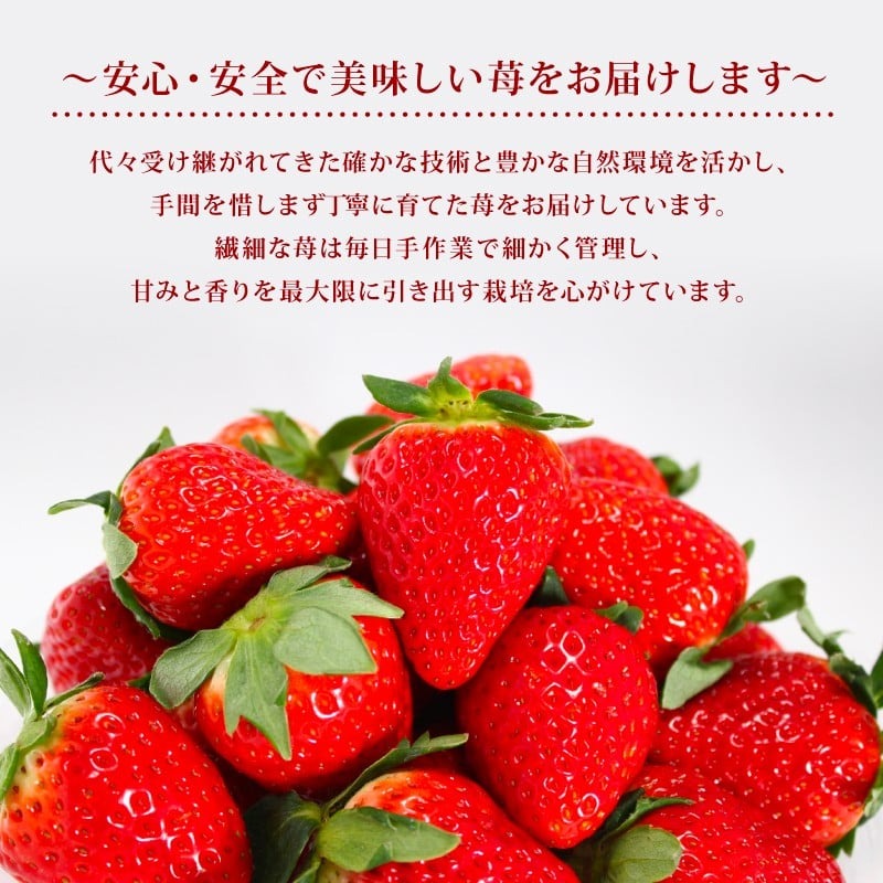 いちご 奈乃華 古都華 セット 2026年 発送（270g×2パック）予約受付中 数量限定 早期終了 予定あり  家庭用 イチゴ 先行予約 苺 奈良ブランド苺 ブランド 古都華 大粒 苺 旬 産地 直送 フレッシュ 新鮮  フルーツ 果物 くだもの  萩原いちご農園 奈良県 奈良市 hgi02
