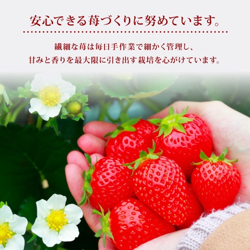 いちご 古都華 プレミアム セレクト 2026年 発送（400g×2パック） 贈与用 予約受付中 数量限定 早期終了 予定あり いちご イチゴ 先行予約 いちご 苺 奈良ブランド苺 イチゴ ブランド 古都華 大粒 苺 旬 産地 直送 フレッシュ 新鮮  フルーツ 果物 くだもの  萩原いちご農園 奈良県 奈良市 hgi04
