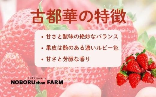 いちご 古都華 500g以上 270g×2P 先行予約 数量限定 新鮮 産地直送 厳選 2026年1月以降発送 大粒 冷蔵 小分け 旬 ブランド イチゴ 苺 フルーツ 果物 くだもの 国産 限定 ベリー 贈答用 ストロベリー デザート スイーツ ギフト プレゼント 季節 特産品 奈良市 奈良県 のぼるちゃんファーム