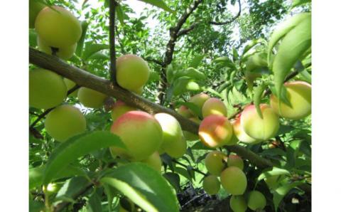 日本唯一！烏梅職人手づくり 吉野檜箱入り梅干しと烏梅セット