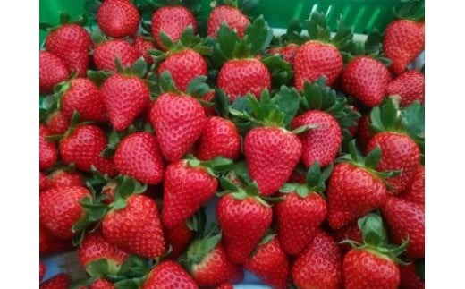 【数量限定】2026年予約販売開始 奈良ブランドいちご２種 食べ比べセット×２セット（古都華２パック＋別品種２パックの計４パック） (他１種は、かおりの・珠姫・奈乃華・ならあかり・あすかルビーのいずれか) イチゴ いちご 苺 めいとく農園 奈良県 奈良市 奈良 14-034