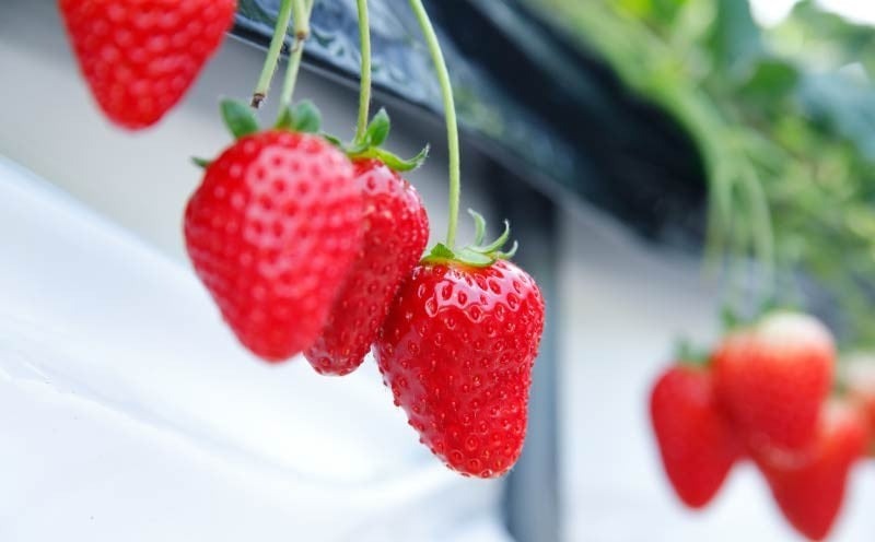 いちご 古都華 約1kg 250g×4パック 2026年1月発送 冷蔵 小分け 果物 スイーツ デザート フルーツ ベリー ふるさと納税いちご 大粒 採れたて 完熟 おやつ 産地直送 先行予約 数量限定 季節限定 ブランド 苺 イチゴ いちご 岩井農園 奈良県 奈良市