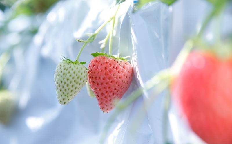 いちご コットンベリー 約350g 化粧箱 贈答用 プレゼント まるで キャンディー 2026年2月発送 冷蔵 小分け 果物 スイーツ デザート フルーツ ベリー ふるさと納税いちご 大粒 採れたて 完熟 おやつ 産地直送 先行予約 数量限定 季節限定 ブランド 苺 イチゴ いちご 希少 お取り寄せ 贈答用 化粧箱入り 岩井農園 奈良県 奈良市