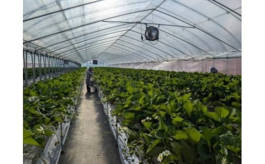 【数量限定】2026年予約販売開始  珠姫（たまひめ）×２パック 先行予約 早期終了予定あり いちご 苺 イチゴ ブランド 旬 産地 直送 フレッシュ 新鮮 いちご農家 めいとく農園 奈良県 奈良市 奈良 なら 6-285