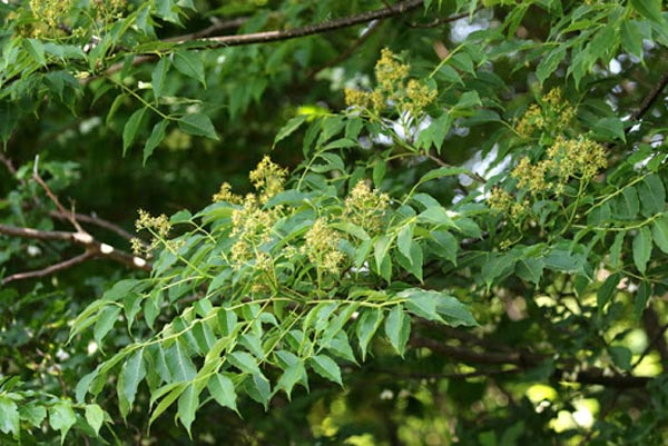 jiwajiwa. 大和茶のお風呂2種類と、麻のからだ洗いタオルのセット U-112