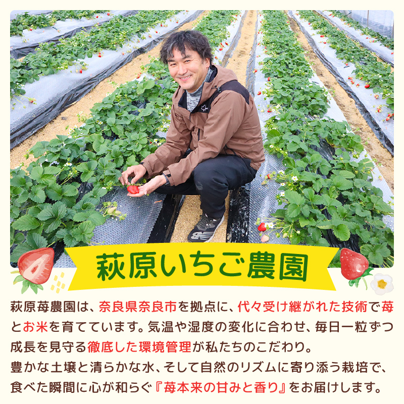 いちご 奈乃華 ならあかり セット 2026年 発送（270g×2パック）予約受付中 数量限定 早期終了 予定あり  家庭用 イチゴ 先行予約 苺 奈良ブランド苺 ブランド 古都華 大粒 苺 旬 産地 直送 フレッシュ 新鮮  フルーツ 果物 くだもの  萩原いちご農園 奈良県 奈良市 hgi01