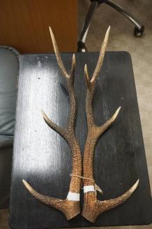 B-24 天然記念物奈良の鹿「観賞用角一双」一般財団法人奈良の鹿愛護会