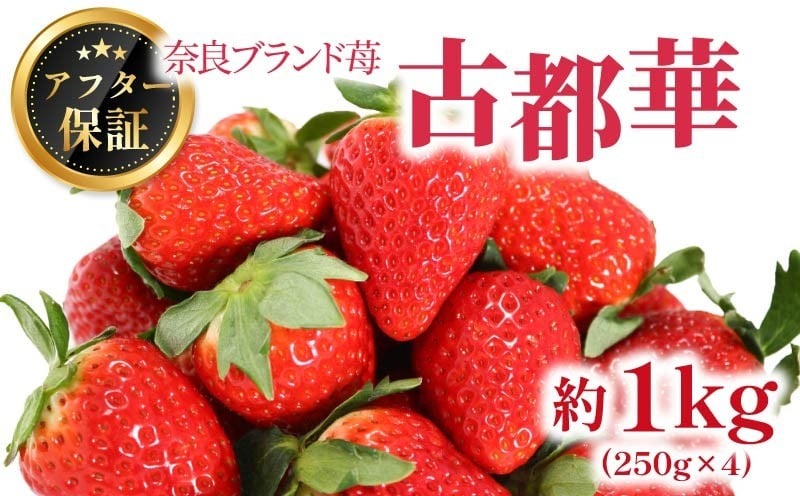 いちご 古都華 約1kg 250g×4パック 2026年1月発送 冷蔵 小分け 果物 スイーツ デザート フルーツ ベリー ふるさと納税いちご 大粒 採れたて 完熟 おやつ 産地直送 先行予約 数量限定 季節限定 ブランド 苺 イチゴ いちご 岩井農園 奈良県 奈良市