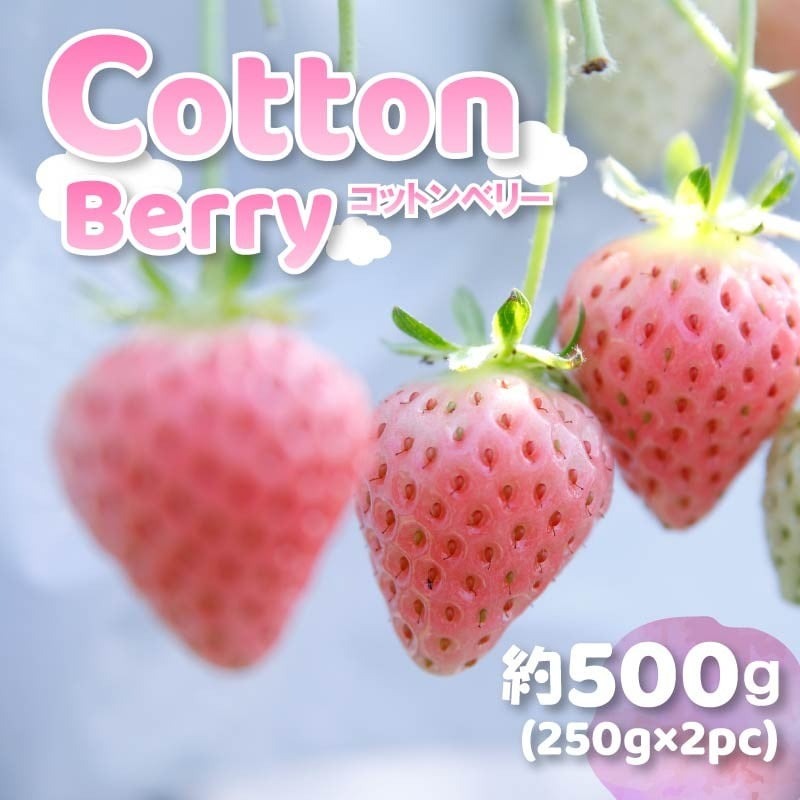 いちご コットンベリー 約500g 250g×2パック まるで キャンディー 2026年2月発送 冷蔵 小分け 果物 スイーツ デザート フルーツ ベリー ふるさと納税いちご 大粒 採れたて 完熟 おやつ 産地直送 先行予約 数量限定 季節限定 ブランド 苺 イチゴ いちご 希少 お取り寄せ プレゼント 岩井農園 奈良県 奈良市