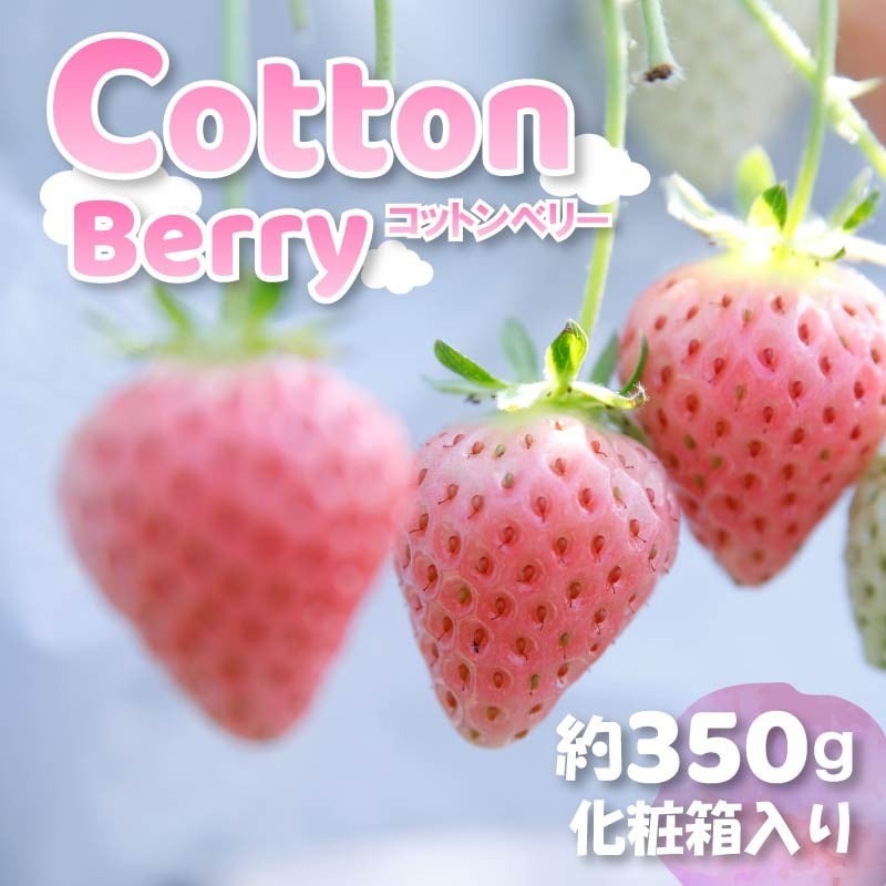 いちご コットンベリー 約350g 化粧箱 贈答用 プレゼント まるで キャンディー 2026年2月発送 冷蔵 小分け 果物 スイーツ デザート フルーツ ベリー ふるさと納税いちご 大粒 採れたて 完熟 おやつ 産地直送 先行予約 数量限定 季節限定 ブランド 苺 イチゴ いちご 希少 お取り寄せ 贈答用 化粧箱入り 岩井農園 奈良県 奈良市