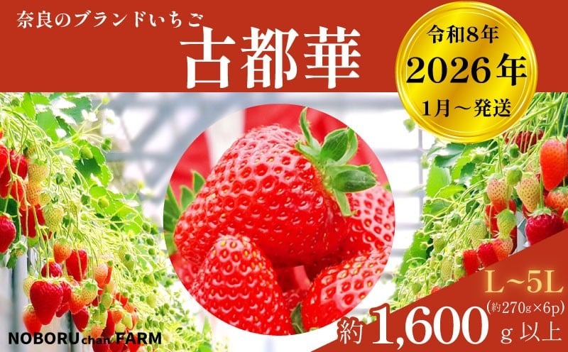 いちご 古都華 1600g以上 270g×6P 先行予約 数量限定 新鮮 産地直送 厳選 2026年1月以降発送 大粒 冷蔵 小分け 旬 ブランド イチゴ 苺 フルーツ 果物 くだもの 国産 限定 ベリー 贈答用 ストロベリー デザート スイーツ ギフト プレゼント 季節 特産品 奈良市 奈良県 のぼるちゃんファーム