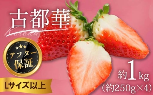 いちご 古都華 1kg 250g×4パック Lサイズ以上 250g 2026年 1月発送 小分け パック フルーツ 果物 スイーツ 甘い いちご 苺 イチゴ お取り寄せ 大粒 朝採り フルーツ 果物 国産 冷蔵配送 送料無料 高級 家庭用 ケーキ お菓子 使用 1kg 10000円 1万円 奈良県 奈良市 1kg (250g×4)