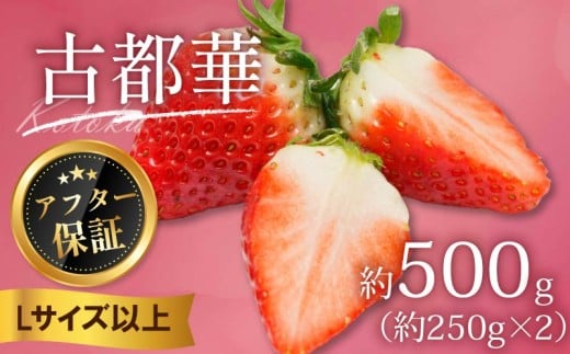 いちご 古都華 500g 250g×2パック Lサイズ以上 250g 2026年 1月発送 小分け パック フルーツ 果物 スイーツ 甘い いちご 苺 イチゴ お取り寄せ 大粒 朝採り フルーツ 果物 国産 冷蔵配送 送料無料 高級 家庭用 ケーキ お菓子 使用 500g 6000円 奈良県 奈良市 500g (250g×2)