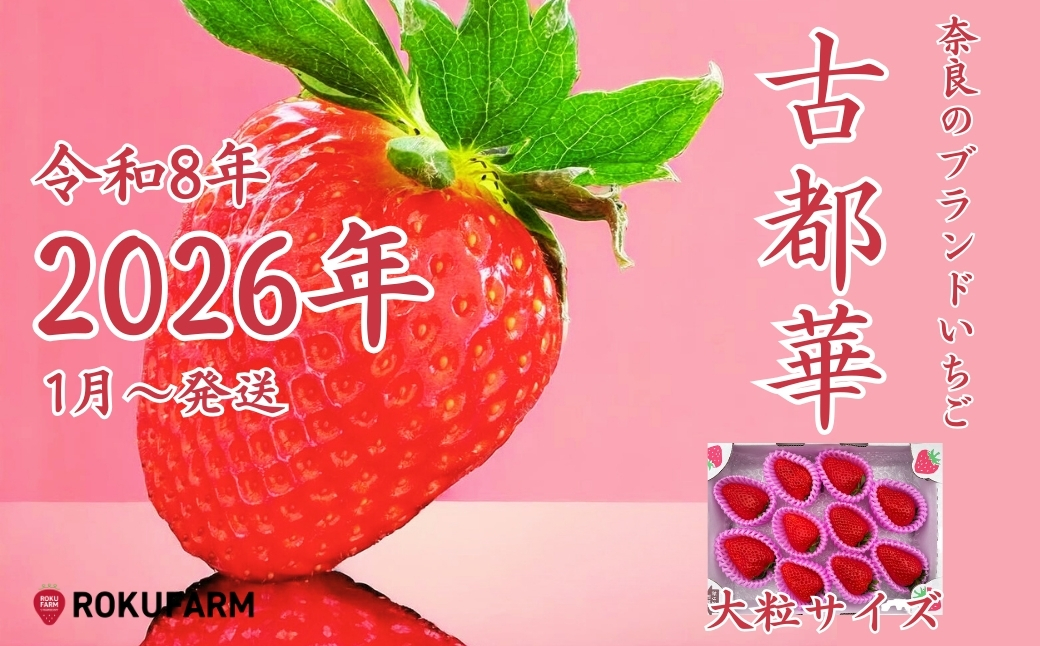 ★★2026年予約販売開始★★【2026年（令和8年）1月～発送】  「6FARMの 古都華いちご大粒サイズ」 限定出荷 〈6FARM〉 いちご 苺 奈良ブランド苺 イチゴ ブランド 古都華 大粒 奈良県 奈良市 なら 20-050