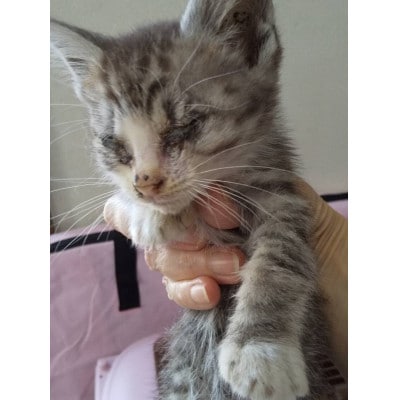 【返礼品なし】TNR活動(野良猫避妊・去勢手術助成金事業等)への寄附　1口:1,000円