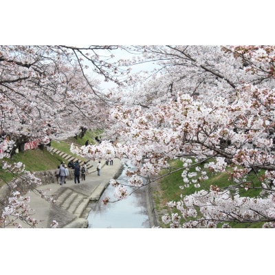 【返礼品なし】高田千本桜や大和高田市内の都市公園などの桜への寄附　1口:5,000円