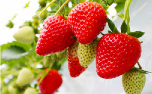 奈良県産【朝摘み・農家直送】古都華＆紅ほっぺ食べ比べセット 化粧箱入(約250g 各1P計2パック)【配送不可地域：離島】