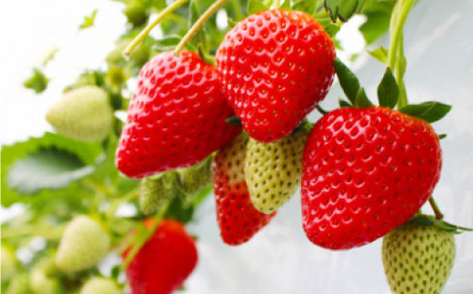 奈良県産【朝摘み・農家直送】高級いちご《古都華》 化粧箱入り(約250g×2パック)【配送不可地域：離島】