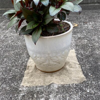 【園芸用】 防虫銅シート 1枚入り×10袋セット (銅シート10枚)