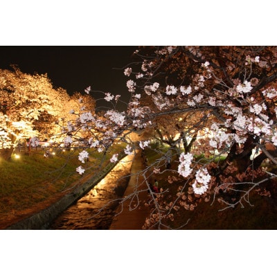 【返礼品なし】高田千本桜や大和高田市内の都市公園などの桜への寄附　1口:20,000円