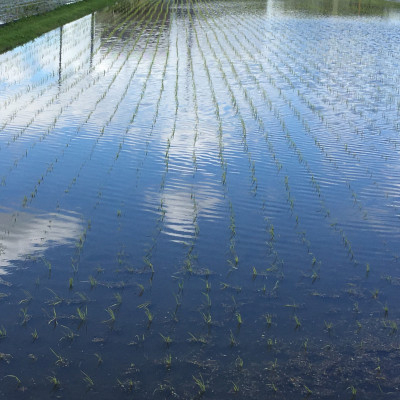 【令和7年産】奈良県産 ヒノヒカリ 精米 5kg