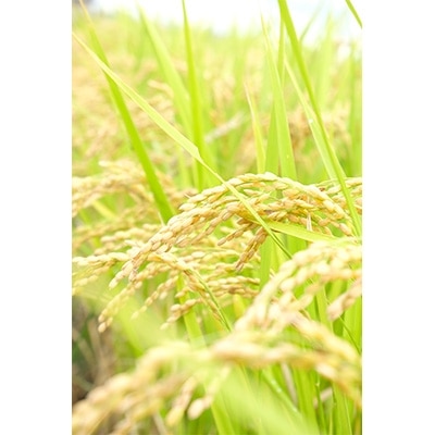 2023年2月発送開始『定期便』【毎月お届け】奈良県大和高田市産　ヒノヒカリ5kg 全12回