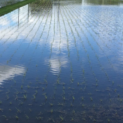 2023年1月発送開始『定期便』  奈良県大和高田市産ヒノヒカリ5kg 全3回