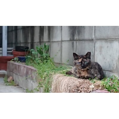 【返礼品なし】TNR活動(野良猫避妊・去勢手術助成金事業等)への寄附　1口:10,000円