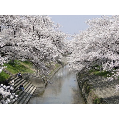 【返礼品なし】高田千本桜や大和高田市内の都市公園などの桜への寄附　1口:20,000円