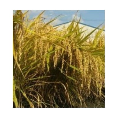 【毎月定期便】お米　ヒノヒカリ　(白米)10kg×全3回