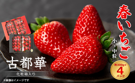 令和8年度　春いちご　古都華　約300g×4パック　合計約1200g【配送不可地域：離島・北海道・沖縄県】