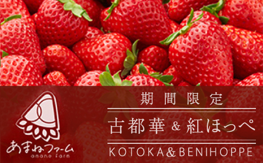 奈良県産【朝摘み・農家直送】古都華＆紅ほっぺ食べ比べセット 化粧箱入(約250g 各1P計2パック)【配送不可地域：離島】